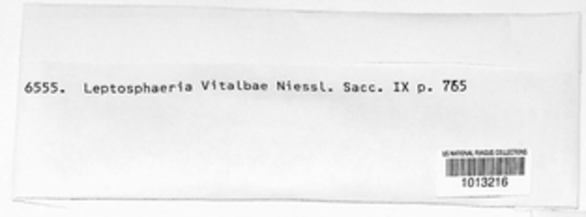 Massariosphaeria vitalbae image